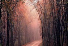 [欧冠开场哨]20240423 奥斯曼-登贝莱.